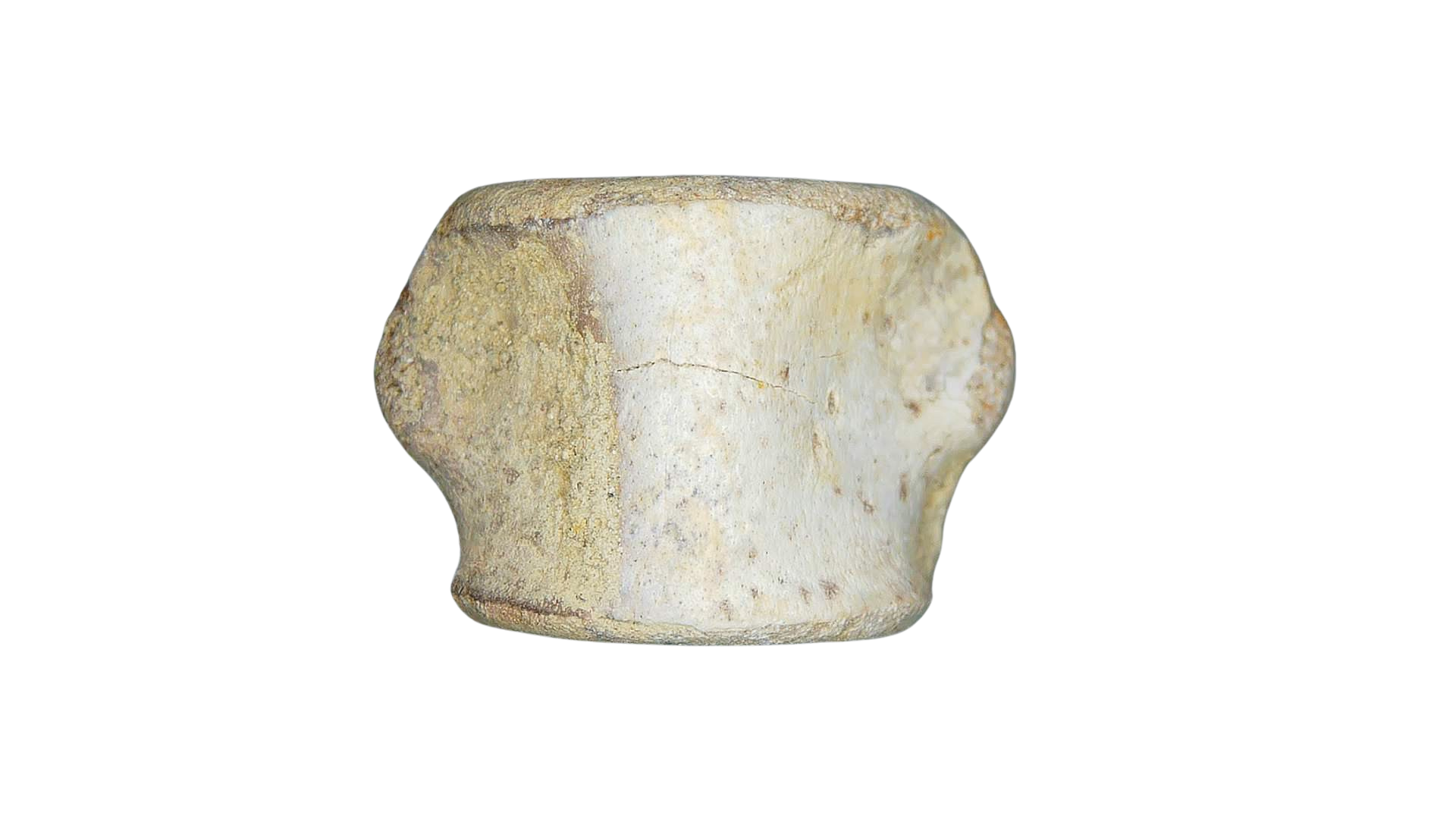 Champsosaurus Cretaceous Diapsid Reptile Vertebra from South Dakota 32 | Fossils for Sale Champsosaurus Cretaceous Age Diapsid Reptile Vertebra from South Dakota #32
