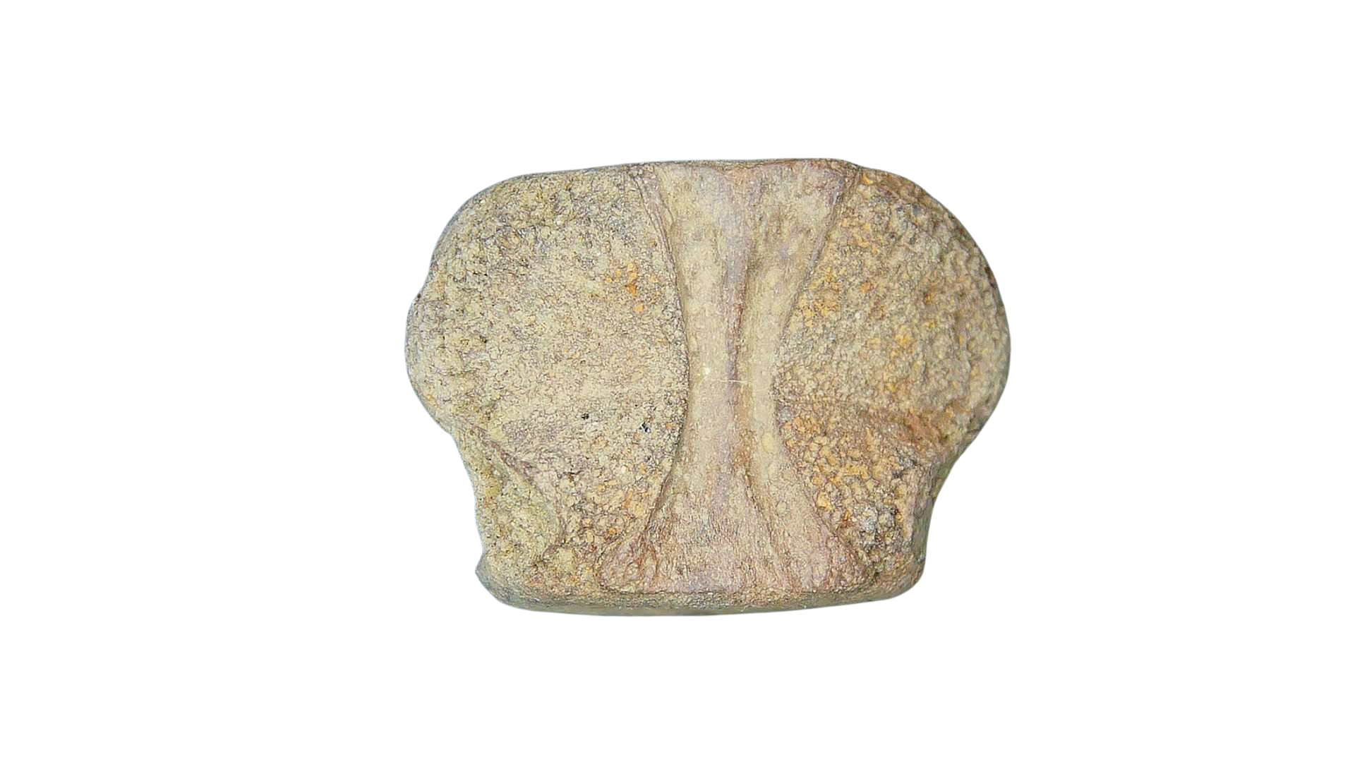 Champsosaurus Cretaceous Diapsid Reptile Vertebra from South Dakota 32a | Fossils for Sale Champsosaurus Cretaceous Age Diapsid Reptile Vertebra from South Dakota #32a