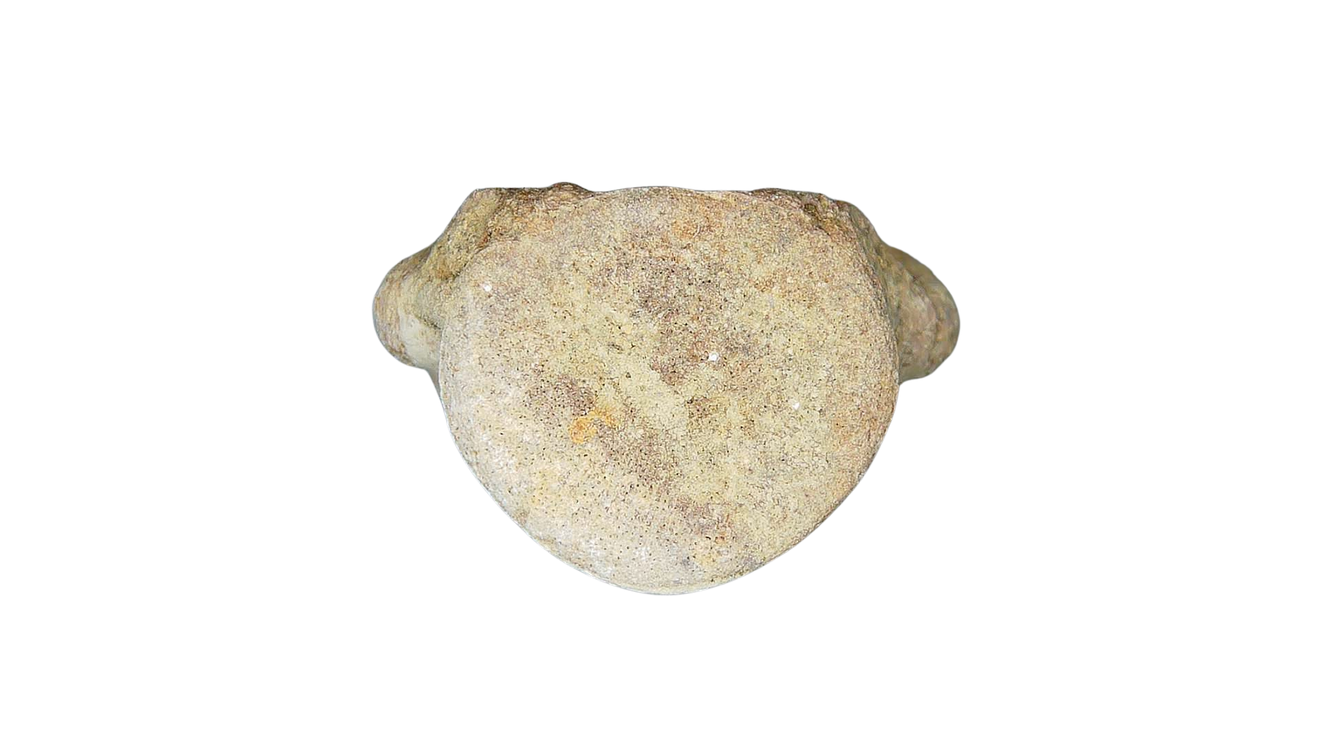 Champsosaurus Cretaceous Diapsid Reptile Vertebra from South Dakota 32b | Fossils for Sale Champsosaurus Cretaceous Age Diapsid Reptile Vertebra from South Dakota #32b