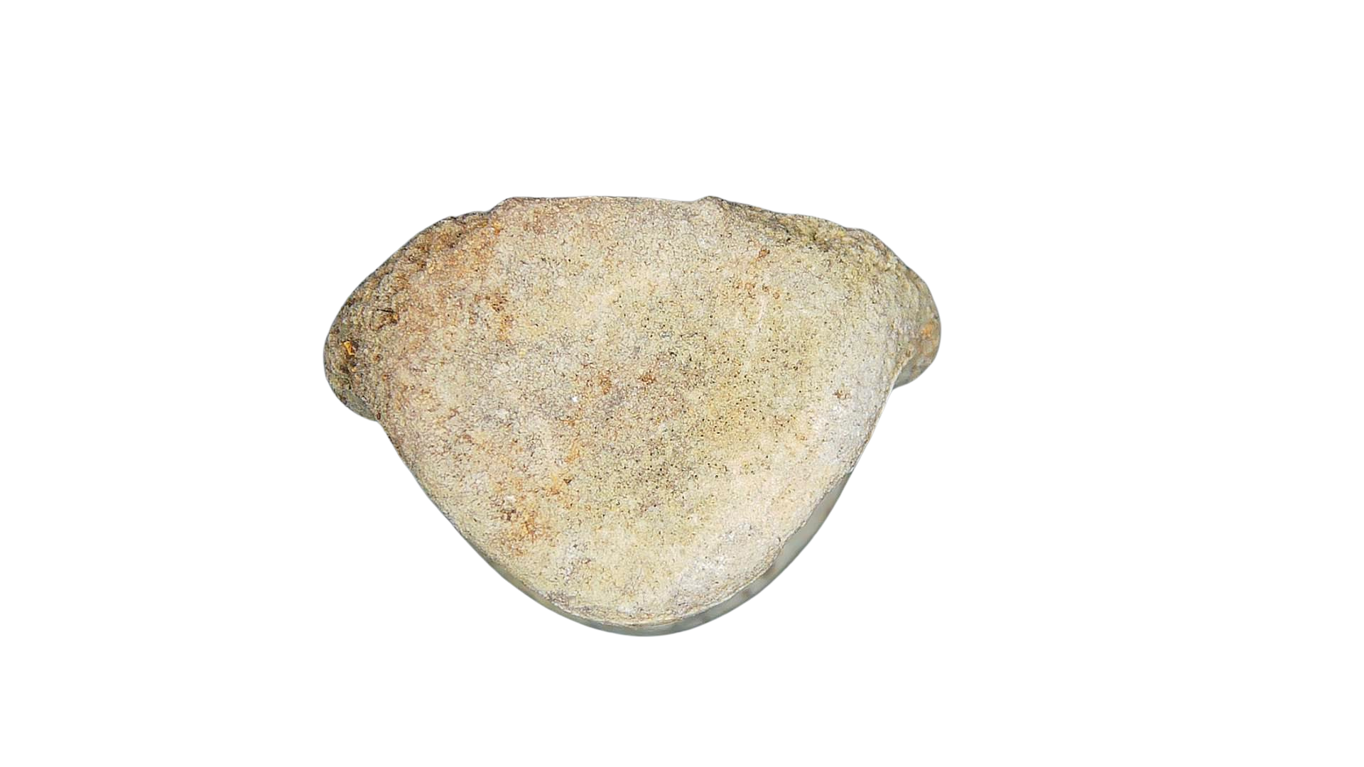 Champsosaurus Cretaceous Diapsid Reptile Vertebra from South Dakota 32c | Fossils for Sale Champsosaurus Cretaceous Age Diapsid Reptile Vertebra from South Dakota #32c
