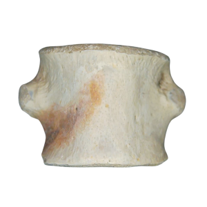 Champsosaurus Cretaceous Age Diapsid Reptile Vertebra from South Dakota #4