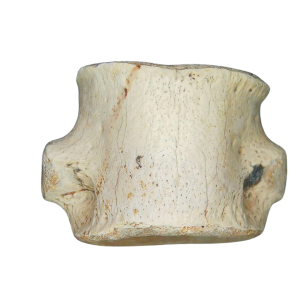 Champsosaurus Cretaceous Age Diapsid Reptile Vertebra from South Dakota #5