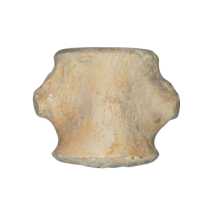 Champsosaurus Cretaceous Age Diapsid Reptile Vertebra from South Dakota #6