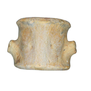 Champsosaurus Cretaceous Age Diapsid Reptile Vertebra from South Dakota #8