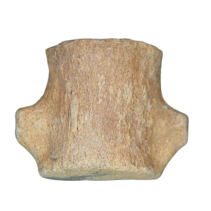 Champsosaurus Cretaceous Age Diapsid Reptile Vertebra from South Dakota #9
