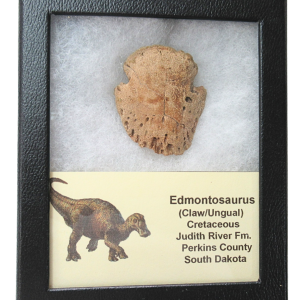 Genuine Cretaceous Age Edmontosaurus Dinosaur Ungual Fossil for Sale from South Dakota #7
