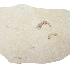 Jurassic Solnhofen Shrimp from Germany SS83 | Fossils for Sale Genuine Jurassic Age Solnhofen Shrimp Fossil for Sale from Germany #SS83