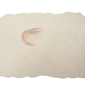 Jurassic Solnhofen Shrimp from Germany SS84 | Fossils for Sale Genuine Jurassic Age Solnhofen Shrimp Fossil for Sale from Germany #SS84