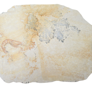 Jurassic Solnhofen Shrimp from Germany SS85 | Fossils for Sale Genuine Jurassic Age Solnhofen Shrimp Fossil for Sale from Germany #SS85