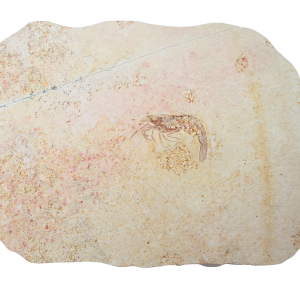 Jurassic Solnhofen Shrimp from Germany SS86 | Fossils for Sale Genuine Jurassic Age Solnhofen Shrimp Fossil for Sale from Germany #SS86