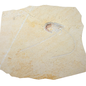 Jurassic Solnhofen Shrimp from Germany SS87 | Fossils for Sale Genuine Jurassic Age Solnhofen Shrimp Fossil for Sale from Germany #SS87
