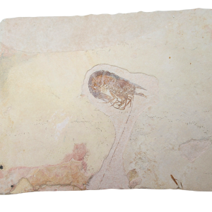Jurassic Solnhofen Shrimp from Germany SS88 | Fossils for Sale Genuine Jurassic Age Solnhofen Shrimp Fossil for Sale from Germany #SS88