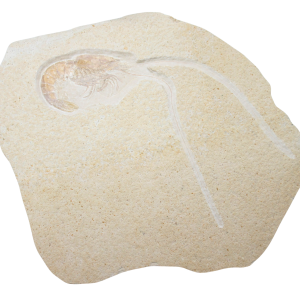Jurassic Solnhofen Shrimp from Germany SS89 | Fossils for Sale Genuine Jurassic Age Solnhofen Shrimp Fossil for Sale from Germany #SS89