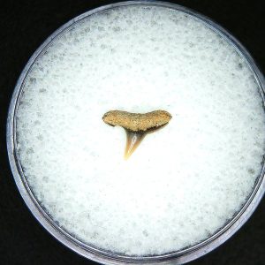 Miocene Age Loxodon Sliteye Shark Tooth from Lee Creek Mine North Carolina 1 | Fossils for Sale Genuine Miocene Age Loxodon Sliteye Shark Tooth for Sale from North Carolina #1