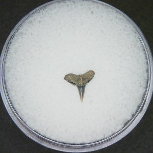 Miocene Age Loxodon Sliteye Shark Tooth from Lee Creek Mine North Carolina 10 | Fossils for Sale Genuine Miocene Age Loxodon Sliteye Shark Tooth for Sale from North Carolina #10