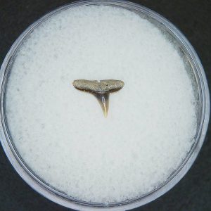 Miocene Age Loxodon Sliteye Shark Tooth from Lee Creek Mine North Carolina 11 | Fossils for Sale Genuine Miocene Age Loxodon Sliteye Shark Tooth for Sale from North Carolina #11