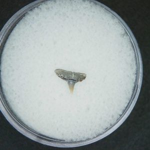 Miocene Age Loxodon Sliteye Shark Tooth from Lee Creek Mine North Carolina 12 | Fossils for Sale Genuine Miocene Age Loxodon Sliteye Shark Tooth for Sale from North Carolina #12