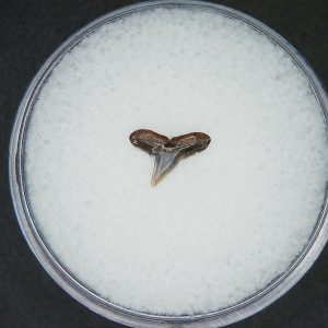 Miocene Age Loxodon Sliteye Shark Tooth from Lee Creek Mine North Carolina 20 | Fossils for Sale Genuine Miocene Age Loxodon Sliteye Shark Tooth for Sale from North Carolina #20