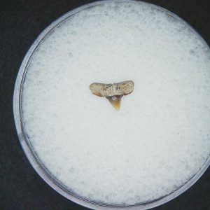 Miocene Age Loxodon Sliteye Shark Tooth from Lee Creek Mine North Carolina 21 | Fossils for Sale Genuine Miocene Age Loxodon Sliteye Shark Tooth for Sale from North Carolina #21