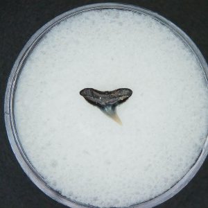 Miocene Age Loxodon Sliteye Shark Tooth from Lee Creek Mine North Carolina 22 | Fossils for Sale Genuine Miocene Age Loxodon Sliteye Shark Tooth for Sale from North Carolina #22