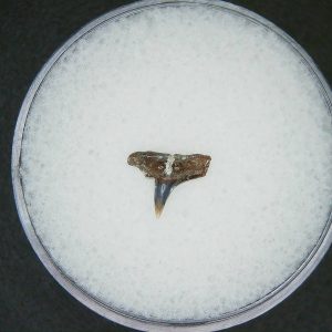 Miocene Age Loxodon Sliteye Shark Tooth from Lee Creek Mine North Carolina 24 | Fossils for Sale Genuine Miocene Age Loxodon Sliteye Shark Tooth for Sale from North Carolina #24