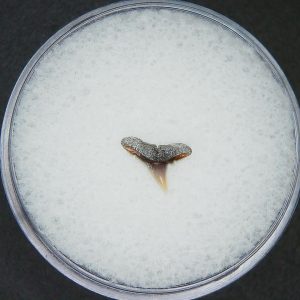 Miocene Age Loxodon Sliteye Shark Tooth from Lee Creek Mine North Carolina 26 | Fossils for Sale Genuine Miocene Age Loxodon Sliteye Shark Tooth for Sale from North Carolina #26