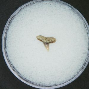 Miocene Age Loxodon Sliteye Shark Tooth from Lee Creek Mine North Carolina 27 | Fossils for Sale Genuine Miocene Age Loxodon Sliteye Shark Tooth for Sale from North Carolina #27