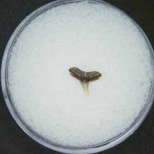 Miocene Age Loxodon Sliteye Shark Tooth from Lee Creek Mine North Carolina 28 | Fossils for Sale Genuine Miocene Age Loxodon Sliteye Shark Tooth for Sale from North Carolina #28