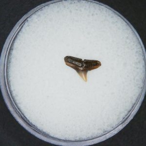 Miocene Age Loxodon Sliteye Shark Tooth from Lee Creek Mine North Carolina 29 | Fossils for Sale Genuine Miocene Age Loxodon Sliteye Shark Tooth for Sale from North Carolina #29