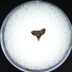 Miocene Age Loxodon Sliteye Shark Tooth from Lee Creek Mine North Carolina 2a | Fossils for Sale Genuine Miocene Age Loxodon Sliteye Shark Tooth for Sale from North Carolina #2a