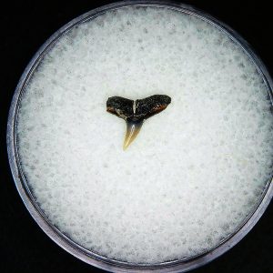 Miocene Age Loxodon Sliteye Shark Tooth from Lee Creek Mine North Carolina 3 | Fossils for Sale Genuine Miocene Age Loxodon Sliteye Shark Tooth for Sale from North Carolina #3