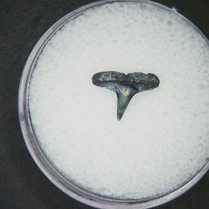 Miocene Age Loxodon Sliteye Shark Tooth from Lee Creek Mine North Carolina 31 | Fossils for Sale Genuine Miocene Age Loxodon Sliteye Shark Tooth for Sale from North Carolina #31
