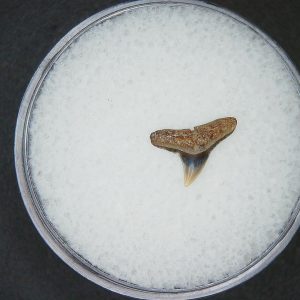 Miocene Age Loxodon Sliteye Shark Tooth from Lee Creek Mine North Carolina 32 | Fossils for Sale Genuine Miocene Age Loxodon Sliteye Shark Tooth for Sale from North Carolina #32