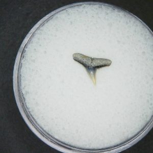 Miocene Age Loxodon Sliteye Shark Tooth from Lee Creek Mine North Carolina 33 | Fossils for Sale Genuine Miocene Age Loxodon Sliteye Shark Tooth for Sale from North Carolina #33