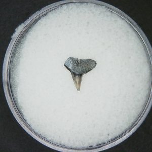 Miocene Age Loxodon Sliteye Shark Tooth from Lee Creek Mine North Carolina 34 | Fossils for Sale Genuine Miocene Age Loxodon Sliteye Shark Tooth for Sale from North Carolina #34