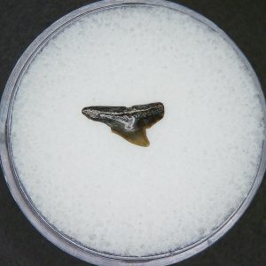 Miocene Age Loxodon Sliteye Shark Tooth from Lee Creek Mine North Carolina 35 | Fossils for Sale Genuine Miocene Age Loxodon Sliteye Shark Tooth for Sale from North Carolina #35