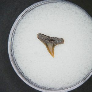 Miocene Age Loxodon Sliteye Shark Tooth from Lee Creek Mine North Carolina 36 | Fossils for Sale Genuine Miocene Age Loxodon Sliteye Shark Tooth for Sale from North Carolina #36