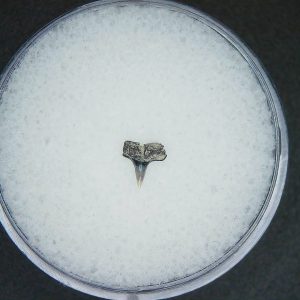 Miocene Age Loxodon Sliteye Shark Tooth from Lee Creek Mine North Carolina 5 | Fossils for Sale Genuine Miocene Age Loxodon Sliteye Shark Tooth for Sale from North Carolina #5
