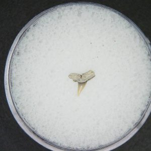 Miocene Age Loxodon Sliteye Shark Tooth from Lee Creek Mine North Carolina 6 | Fossils for Sale Genuine Miocene Age Loxodon Sliteye Shark Tooth for Sale from North Carolina #6