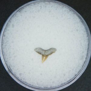 Miocene Age Loxodon Sliteye Shark Tooth from Lee Creek Mine North Carolina 7 | Fossils for Sale Genuine Miocene Age Loxodon Sliteye Shark Tooth for Sale from North Carolina #7