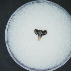 Miocene Age Loxodon Sliteye Shark Tooth from Lee Creek Mine North Carolina 8 | Fossils for Sale Genuine Miocene Age Loxodon Sliteye Shark Tooth for Sale from North Carolina #8
