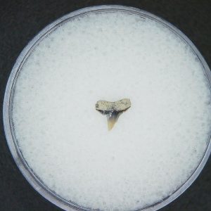 Miocene Age Loxodon Sliteye Shark Tooth from Lee Creek Mine North Carolina 9 | Fossils for Sale Genuine Miocene Age Loxodon Sliteye Shark Tooth for Sale from North Carolina #9