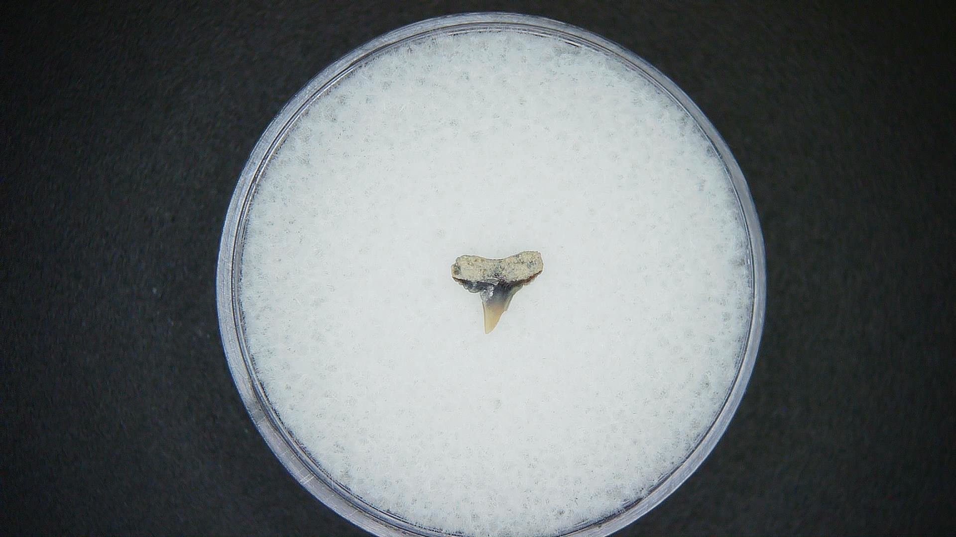 Miocene Age Loxodon Sliteye Shark Tooth from Lee Creek Mine North Carolina 9 | Fossils for Sale Genuine Miocene Age Loxodon Sliteye Shark Tooth for Sale from North Carolina #9