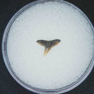 Miocene Age Loxodon Sliteye Shark Tooth from Lee Creek Mine North Carolina14 | Fossils for Sale Genuine Miocene Age Loxodon Sliteye Shark Tooth for Sale from North Carolina #14