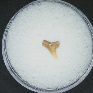 Miocene Age Loxodon Sliteye Shark Tooth from Lee Creek Mine North Carolina16 | Fossils for Sale Genuine Miocene Age Loxodon Sliteye Shark Tooth for Sale from North Carolina #16
