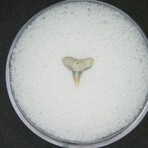 Miocene Age Loxodon Sliteye Shark Tooth from Lee Creek Mine North Carolina18 | Fossils for Sale Genuine Miocene Age Loxodon Sliteye Shark Tooth for Sale from North Carolina #18