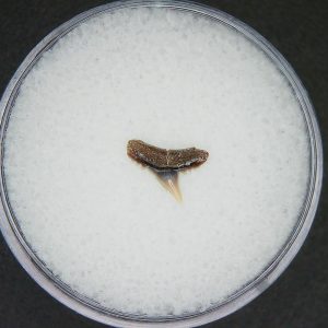 Miocene Age Loxodon Sliteye Shark Tooth from Lee Creek Mine North Carolina19 | Fossils for Sale Genuine Miocene Age Loxodon Sliteye Shark Tooth for Sale from North Carolina #19