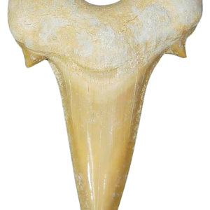 Morocco Eocene A Grade Otodus obliquus Shark tooth 2 inch class 1 | Fossils for Sale Genuine Eocene Age A Grade Otodus obliquu Shark Tooth for Sale from Morocco #1