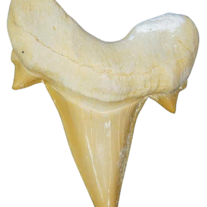 Morocco Eocene A Grade Otodus obliquus Shark tooth 2 inch class 2 | Fossils for Sale Genuine Eocene Age A Grade Otodus obliquu Shark Tooth for Sale from Morocco #2