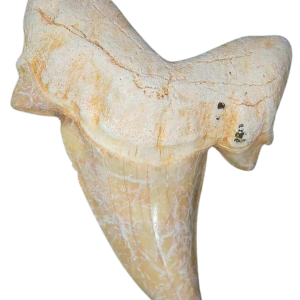 Morocco Eocene A Grade Otodus obliquus Shark tooth 2 inch class 3 | Fossils for Sale Genuine Eocene Age A Grade Otodus obliquu Shark Tooth for Sale from Morocco #3